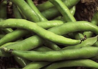 Fresh Broad Beans, vicia faba