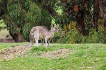 Obraz na płótnie Canvas Kangaroo in profile - Eastern Grey Kangaroo - Anglesea Golf Course, Victoria, Australia