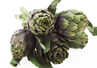 Obraz premium Artichoke, cynara scolymus, Vegetable against White Background