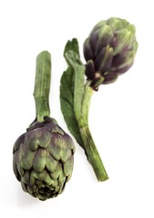 Fototapeta premium Artichoke, cynara scolymus, Vegetable against White Background