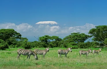 Acrylic prints Kilimanjaro Burchell's zebra, equus burchelli, Herd in Savannah near Kilimandjaro Mountain, Tanzania