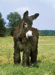 Poitou Donkey or Baudet du Poitou, a French Breed, Adult standing on Grass