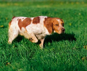 Brittany Spaniel, Adult Pointing