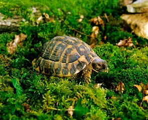 Hermann's Tortoise, testudo hermanni, Adult standing on Moss