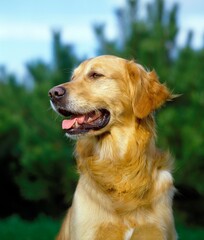 Golden Retriever Dog, Portrait of Adult