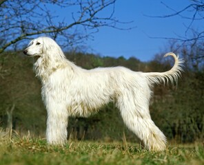 Afghan Hound, Adult Dog Standing on Grass