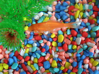 Pecera multicolor