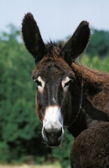 Poitou Donkey or Baudet du Poitou, a French Breed, Portrait of Adult