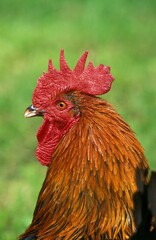 Brown Red Marans Chicken, A French Breed, Portrait of Cockerel