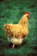 Marans Domestic Chicken, Cockerel standing on Grass