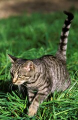 Naklejka na ściany i meble Silver Tabby Domestic Cat, Adult standing on Grass