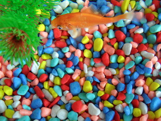 pez naranja en acuario con fondo multicolor