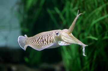 Cuttlefish, sepia sp., Adult