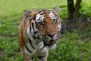 Naklejka na ściany i meble Siberian Tiger, panthera tigris altaica, Adult