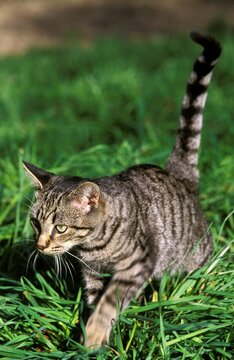 Silver Tabby Domestic Cat, Adult standing on Grass