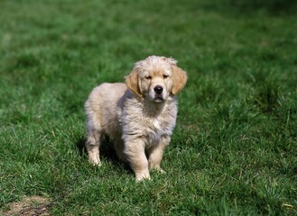 Fototapeta premium Golden Retriever Dog, Pup standing on Grass