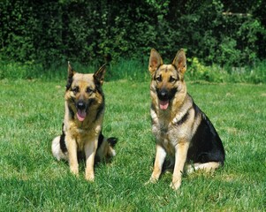 German Shepherd Dog, Adults sitting on Grass