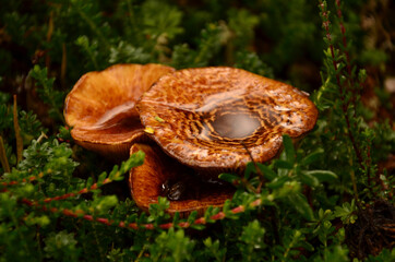 Fototapeta premium Little pond on a mushroom