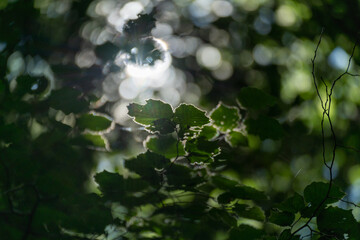 sunlight through the forest leaves
