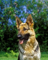 German Shepherd Dog, Portrait of Adult