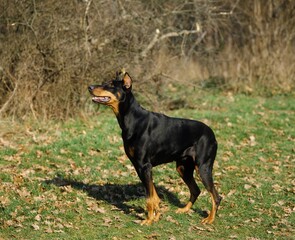 Dobermann Dog or Dobermann Pinscher Dog, Adult, Old Standard Breed with Cut Ears