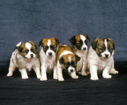 Phalene Spaniel or Continental Toy Spaniel, Pup sitting