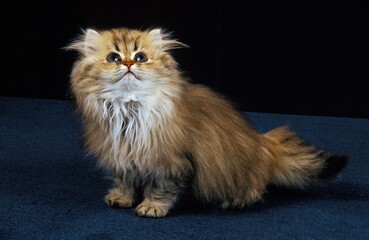 Naklejka na ściany i meble Golden Persian Domestic Cat, Kitten