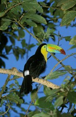 Keel-Billed Toucan, ramphastos sulfuratus, Adult standing on Branch, Costa Rica