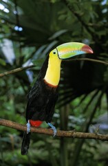 Keel-Billed Toucan, ramphastos sulfuratus, Adult standing on Branch, Costa Rica