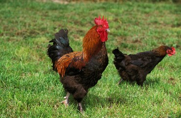 Brown Red Marans Chicken, A French Breed, Cockerel and Hen standing on Grass