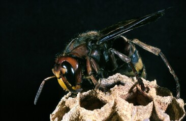 Hornet, vespa crabo, Adult standing on Nid