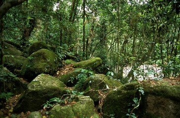 Fototapeta premium Rainforest in Australia