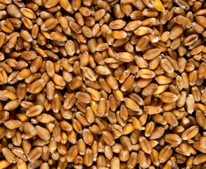 Close-Up of Wheat Seeds, triticum sp
