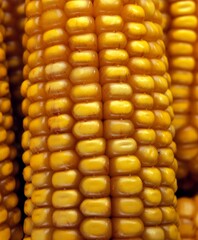Corn Cob, zea mays, Close-up
