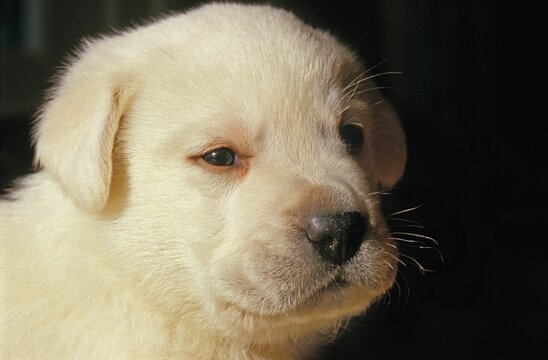 Yellow Labrador Retriever, Portrait of Pup
