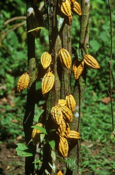 Cacao Tree, theobroma cacao, Cocoa Fruits, Mexico