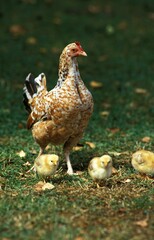 Hen with Chiks standing on Grass