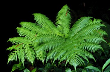 Bracken Fern, pteridium aquilinum, Hawaii