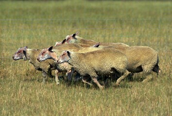 Charollais Sheep, a French Breed, Herb running through Meadow