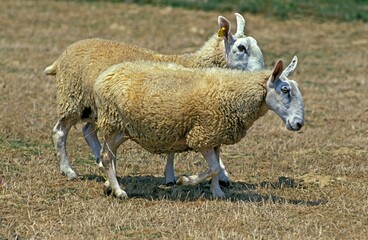 Border Leicester Sheep, Adults
