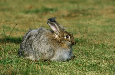 Angora Rabbit, Adult standing on Grass