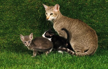 Oriental Domestic Cat, Female with Kitten standing on Grass