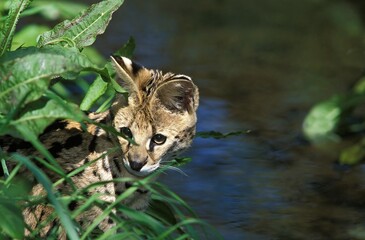 Serval, leptailurus serval, Adult Hunting