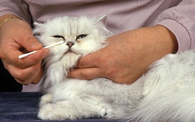 Woman with White Persian Domestic Cat, Cleaning Eyes