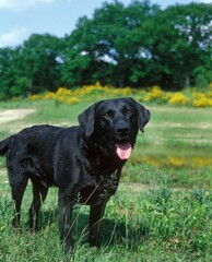 Black Labrador Retriever Dog, Adult standing on Grass