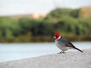 Cardenal