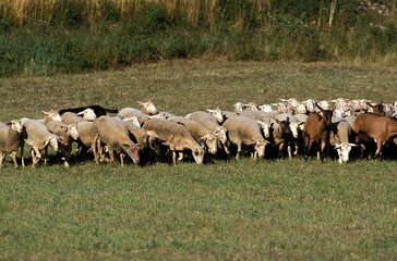 Sheep and Goat Flock, South West of France