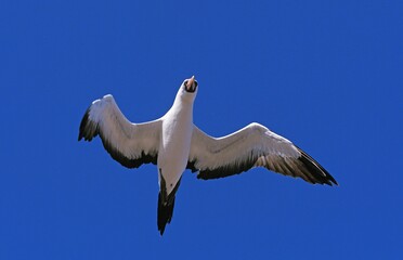 Masked Booby, sula dactylatra, Adult in Flight against Blue Sky, Galapagos Island