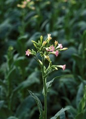 Tobacco Plant, nicotiana tabacum, France