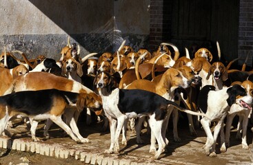 Poiteving Dog, Pack